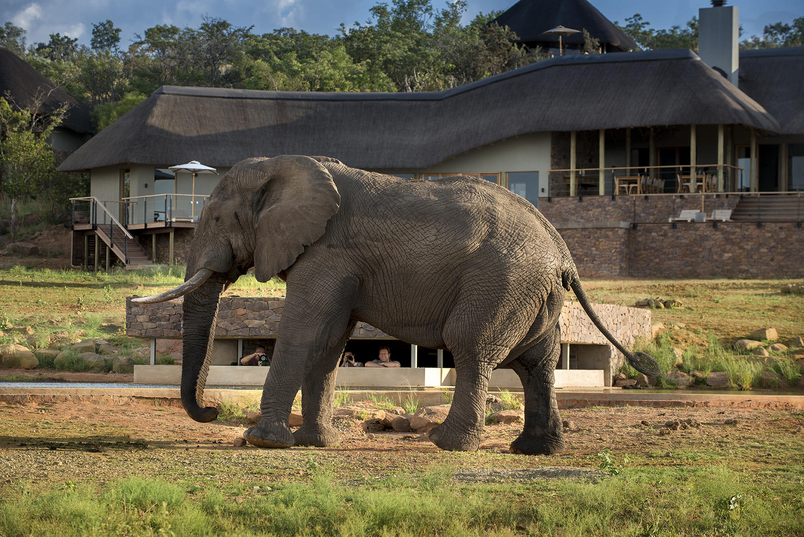 Elephants in view in malaria free Marakele National Park